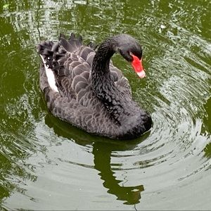 Meet your Posher, Diane